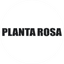 Planta Rosa