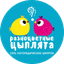Разноцветные цыплята (ИП Соколов Александр Юрьевич)