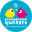 Разноцветные Цыплята (ИП Грачева Мария Александровна)