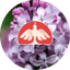 Бансай